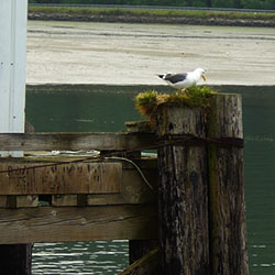 2012 Oregon Coast Photo